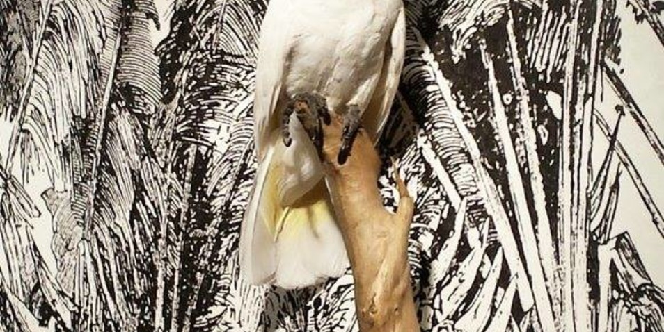 papier Peint Cacatoes Casamance